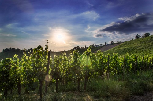 Stuttgart vineyards