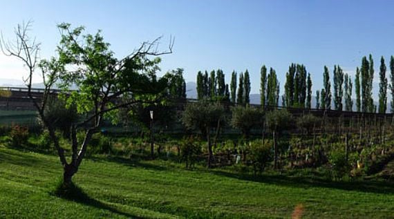 The lush vineyards of Achaval-Ferrer in Mendoza, Argentina