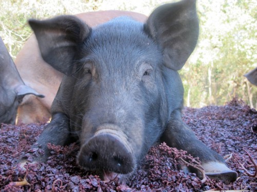 Pigs at Zazu Farm feed on tasty grapes (Photo credit: Zazu Farm)