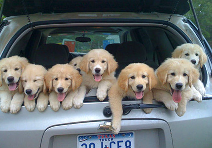Find the best cars for your pups with GAYOT's Top 10 Dog-Friendly Cars