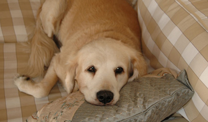 Take your pup with you to our favorite dog-friendly restaurants and hotels