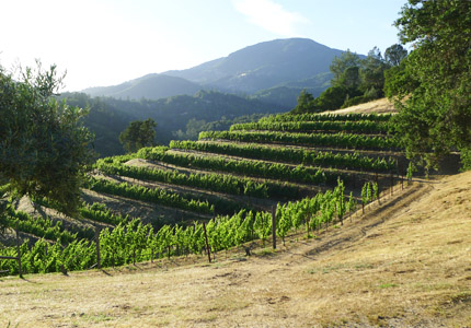 A lush vineyard amid California mountains
