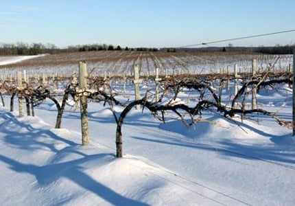 Wineries may not be producing in the winter, but that doesn't mean you can't enjoy their current releases