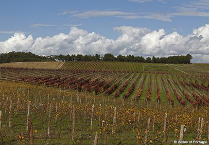 A vineyard in the Bairrada wine region in Portugal