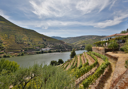Quinta de la Rosa's vineyards climb steep, terraced hillsides in the Douro Valley