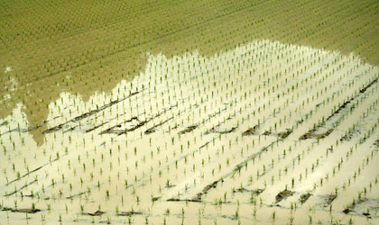 Japanese rice field (Photo: Wikipedia)