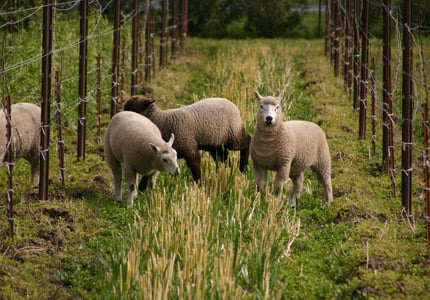 Sheep roam freely on a vineyard at Ceago Vinegarden