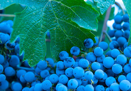 Frey Family Winery was the first American winery to grow organic grapes