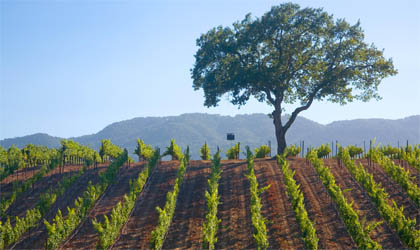 The Vineyard of B.R. Cohn Winery