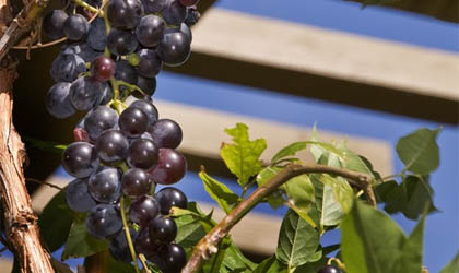 Carignane grapes from the Bennett Lane Winery in Calistoga, California