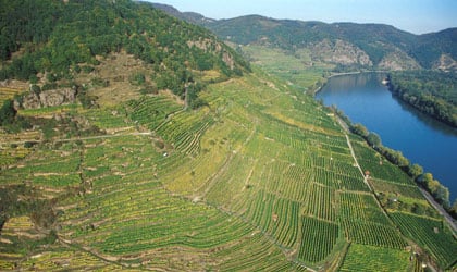 Domane Wachau's vineyards hug steep slopes overlooking the Danube River in Austria