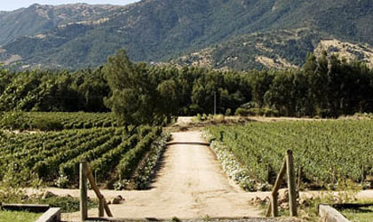 Hacienda Araucano vineyards in Chile