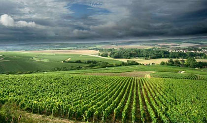 Maison Joseph Drouhin's vineyards in Burgundy, France