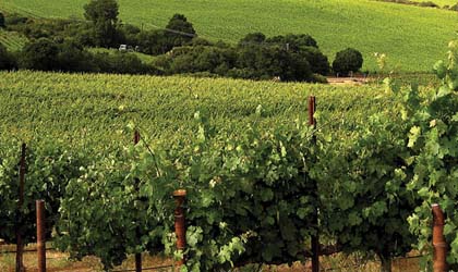 Krupp Brothers vineyards in Napa Valley, California