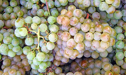 Pinot Blanc grapes