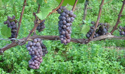 Pinot Gris grapes