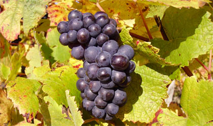 Pinot noir grapes growing near the village of Bué