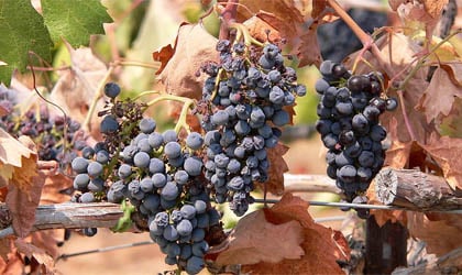 Zinfandel grapes