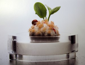 A sour cream with sorrel, smoked salmon and pink pepper dish is featured in Chef Grant Achatz's Alinea Cookbook A sour cream with sorrel, smoked salmon and pink pepper dish is featured in Chef Grant Achatz's Alinea Cookbook