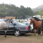 Horses mixing with the crowd on the parking lot at Saddlerock Ranch, Malibu