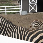 Zebras at Saddlerock Ranch, Malibu