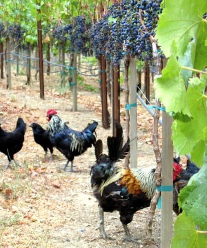 From wine to livestock, chefs in California's Wine Country are thinking locally (Photo credit: Zazu Farm)