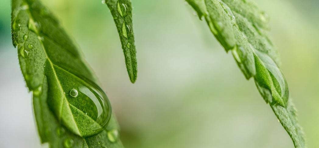 Health Benefits of Hemp