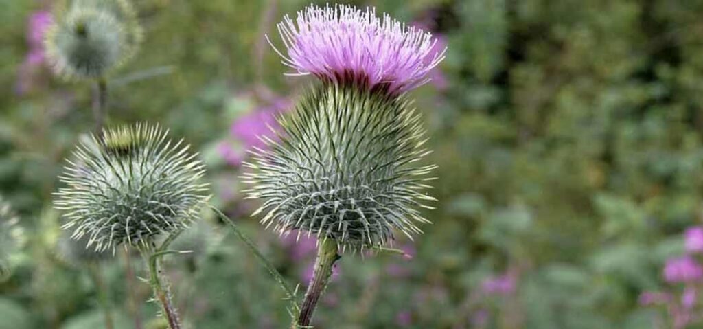 Milk Thistle