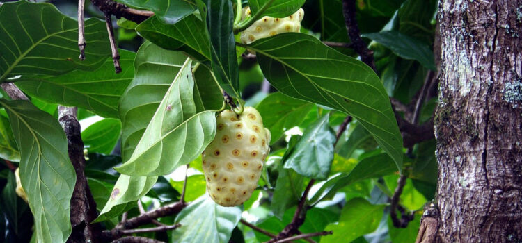 Noni fruit is a rich source of antioxidants