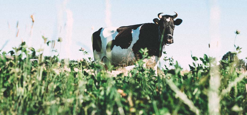 Discover the benefits of grass-fed beef