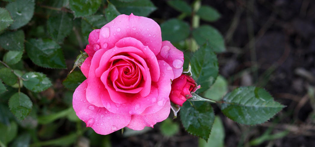 Rose petal tea may soothe mild sore throats and open blocked bronchial tubes