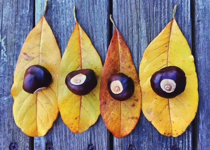Acai has been hailed by some as the world's foremost superfood due to its high-fiber, high-protein and low-sugar content