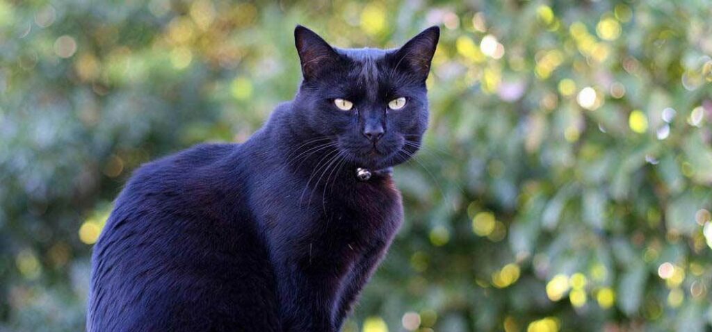 Black cats bringing bad luck is an ancient superstition that many people believe to this day