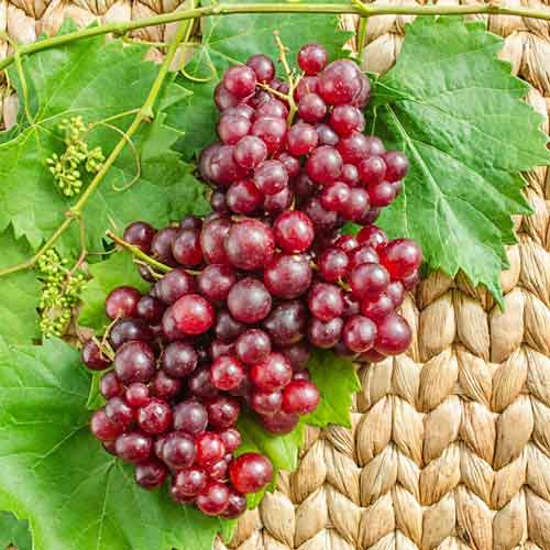 Catawba grape