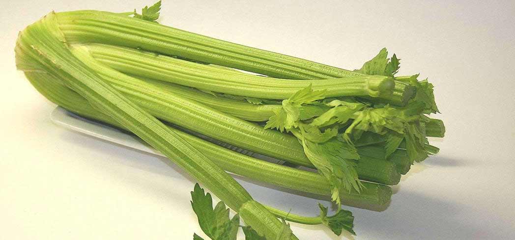 Celery is a medicinal food chock full of powerful phytonutrients