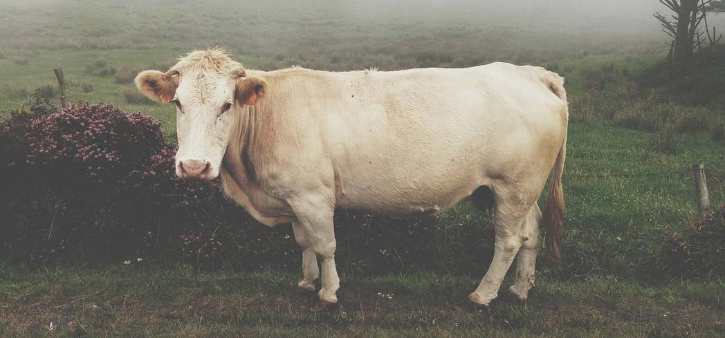 Learn about Certified Piedmontese beef
