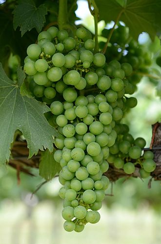 Chambourcin grapes