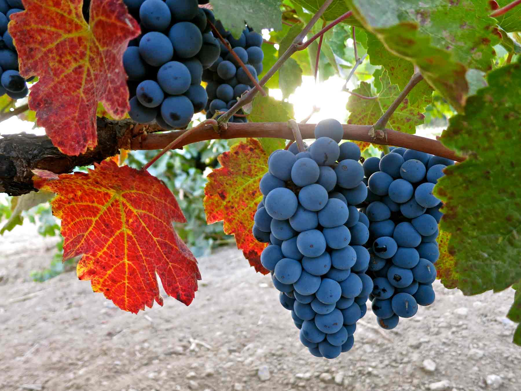 Charbono grapes