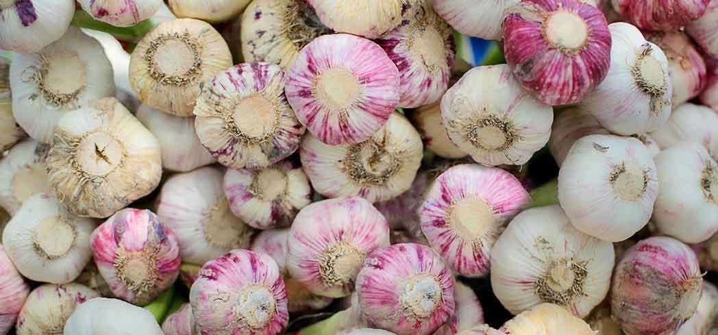 Discover the many health benefits of eating garlic