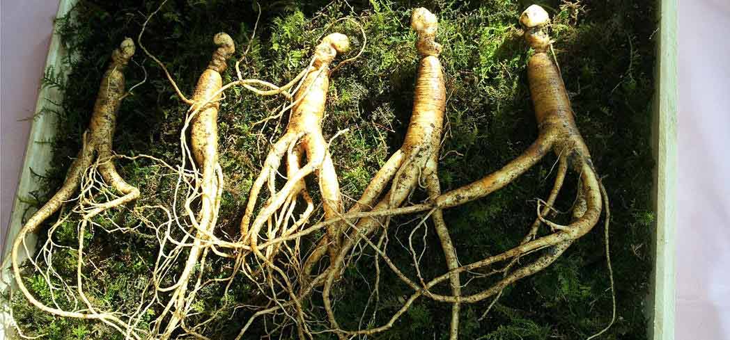 Athletes swear by ginseng as a strength and endurance booster