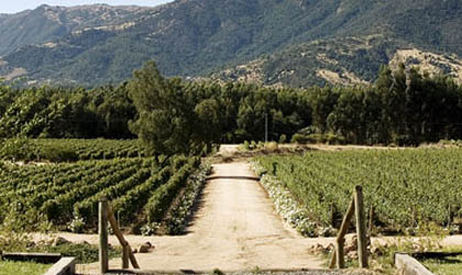 Hacienda Araucano Vineyard