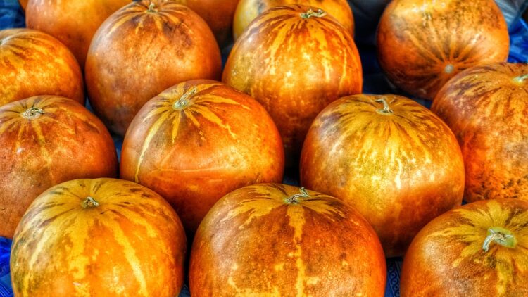 Pumpkin & squash recipes