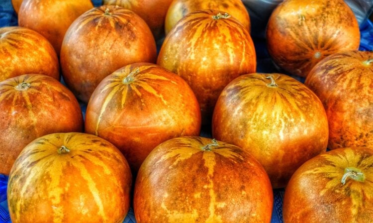 Pumpkin squash recipes