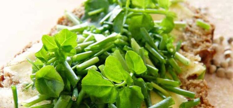 Watercress helps combat a variety of cancers