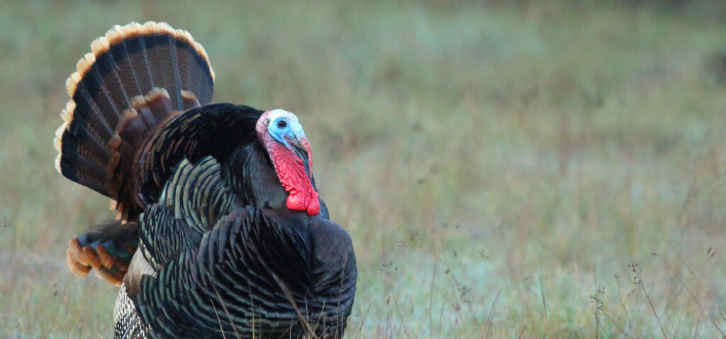 A wild turkey roaming in the fields