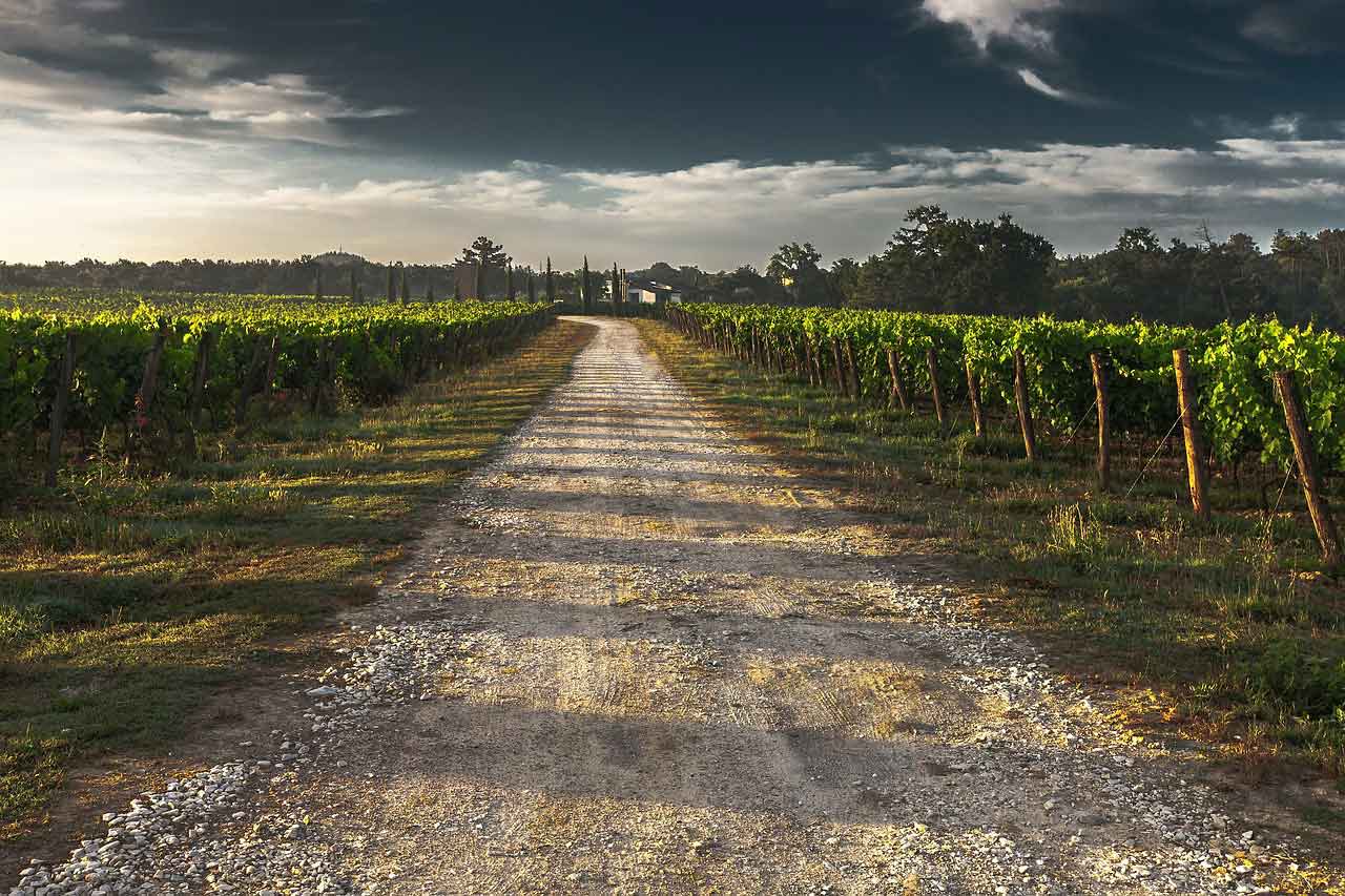 Grape Varietal Descriptions
