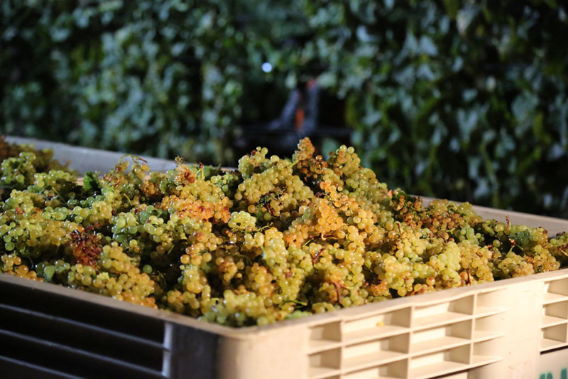 Chardonnay grapes