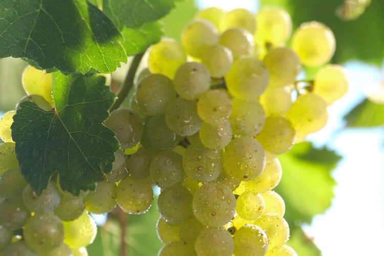 Riesling grape varietal