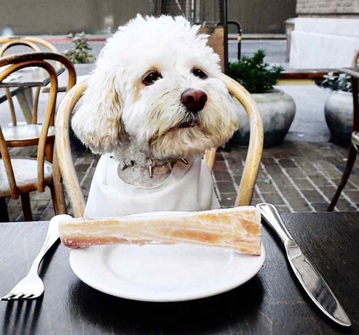Dog-friendly restaurants near you