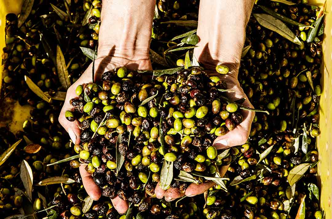 Cut1886 extra virgin olive oil